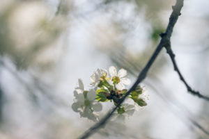 Sour cherry blossoms on a sunny spring day, Prunus cerasus, sour cherry Sour cherry blossoms on a sunny spring day, Prunus cerasus, sour cherry